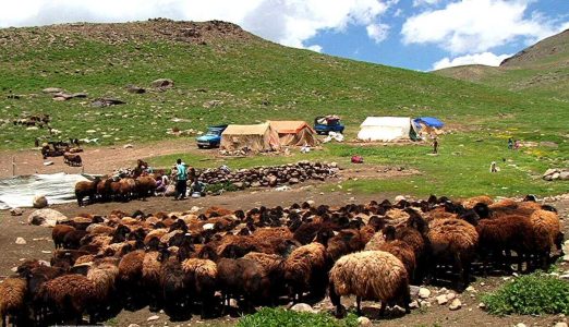 عشایرکهگیلویه و بویراحمد ۴۵درصد ازگوشت مصرفی مردم راتامین می کنند - خبرگزاری مهر | اخبار ایران و جهان