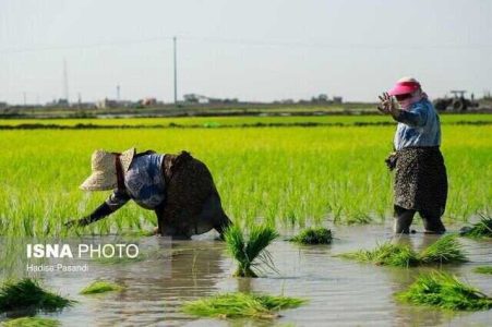 استقبال شالیکاران بندرانزلی از تولید محصول سالم برنج