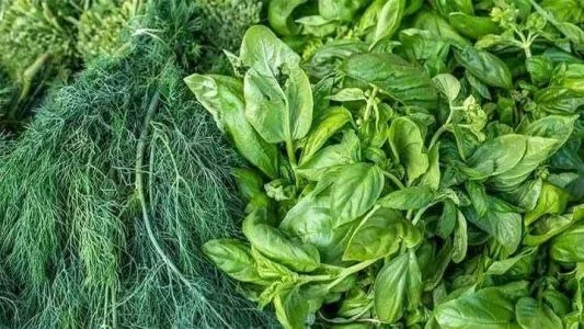 طرز سرخ كردن سبزي قورمه زیاد
