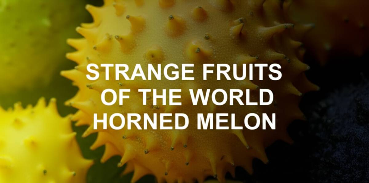 میوه های عجیب جهان طالبی شاخ دار Horned Melon