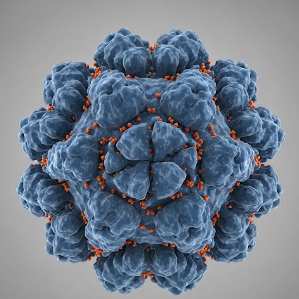 hpv