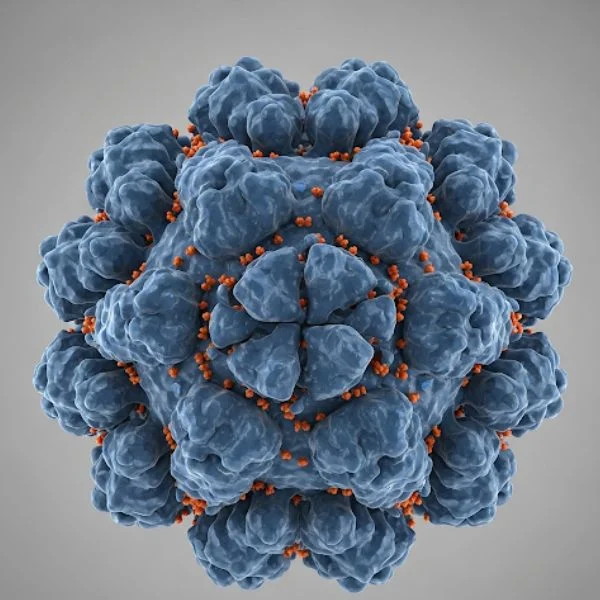 hpv